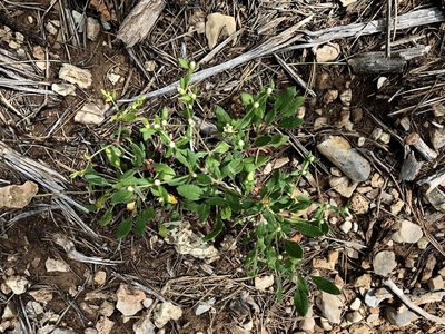 Eriogonum wootonii, photographed by CK2AZ