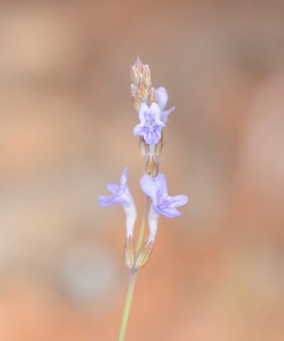 Lavandula nimmoi, photographed by Morten Ross