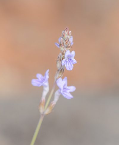 Lavandula nimmoi, photographed by Morten Ross