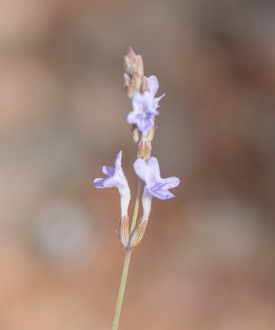 Lavandula nimmoi, photographed by Morten Ross