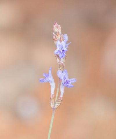 Lavandula nimmoi, photographed by Morten Ross