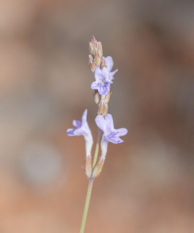 Lavandula nimmoi, photographed by Morten Ross