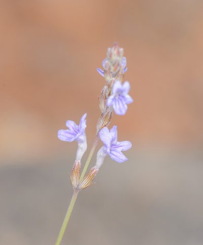 Lavandula nimmoi, photographed by Morten Ross