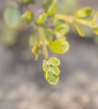 Heliotropium nigricans, photographed by Morten Ross