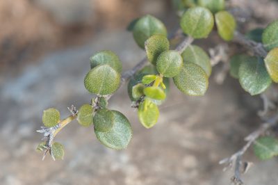 Heliotropium nigricans, photographed by Morten Ross