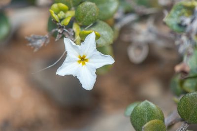 Heliotropium nigricans, photographed by Morten Ross