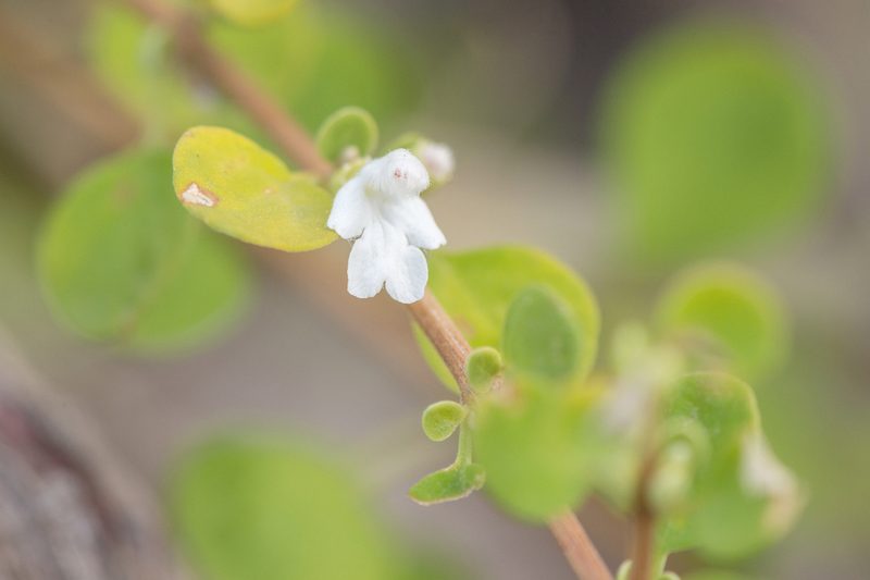 Leucas virgata, photographed by Morten Ross