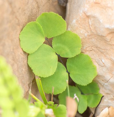 Adiantum balfourii, photographed by Morten Ross