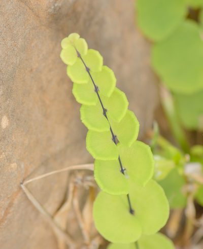 Adiantum balfourii, photographed by Morten Ross