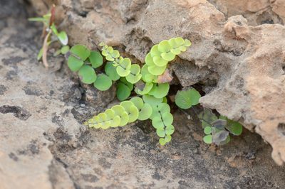 Adiantum balfourii, photographed by Morten Ross