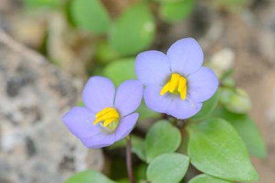 Exacum affine, photographed by Morten Ross