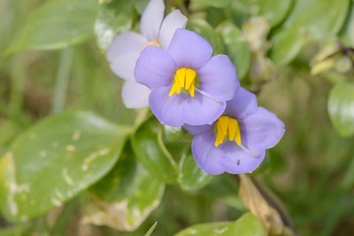 Exacum affine, photographed by Morten Ross