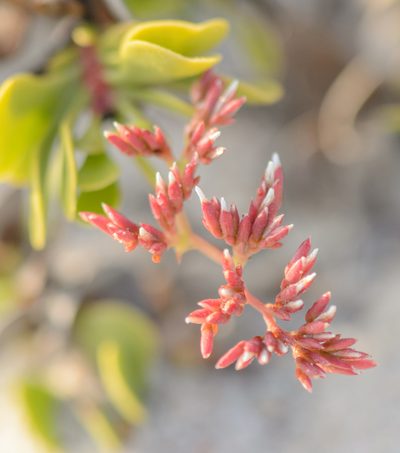 Limonium paulayanum, photographed by Morten Ross