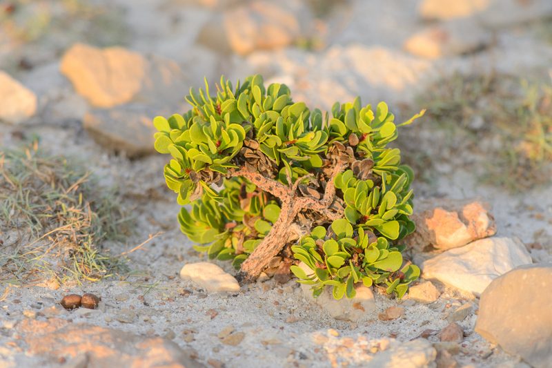 Limonium paulayanum, photographed by Morten Ross