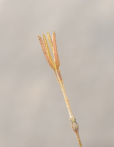 Kohautia socotrana, photographed by Morten Ross