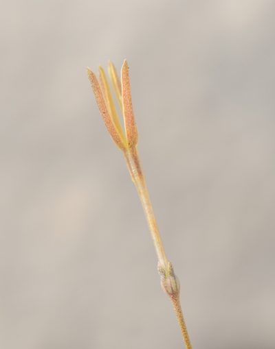 Kohautia socotrana, photographed by Morten Ross