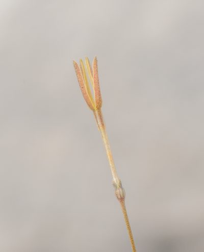 Kohautia socotrana, photographed by Morten Ross