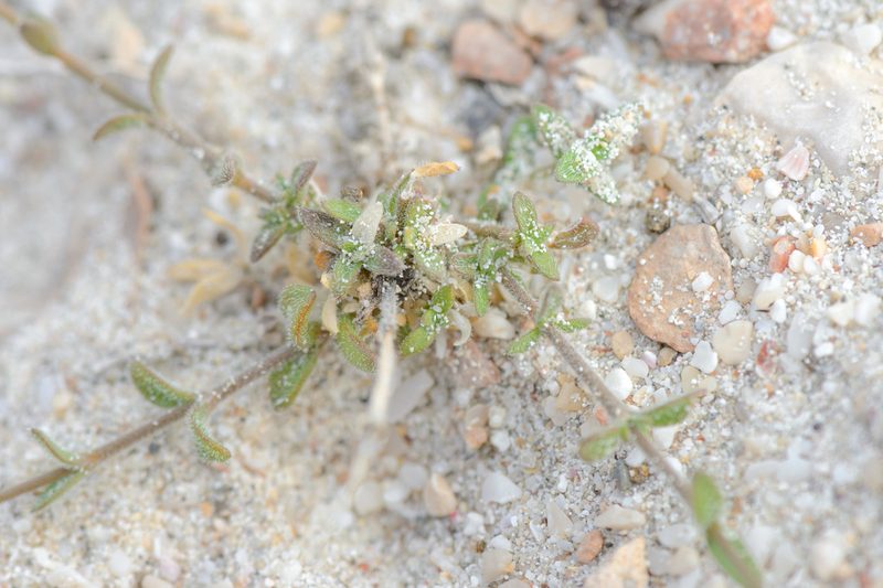 Kohautia socotrana, photographed by Morten Ross