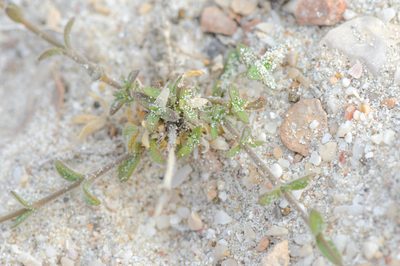 Kohautia socotrana, photographed by Morten Ross