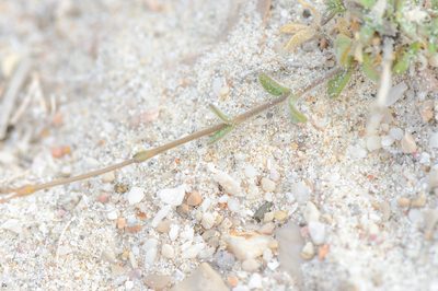 Kohautia socotrana, photographed by Morten Ross
