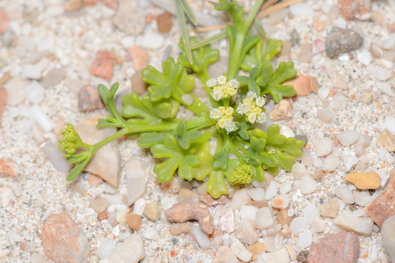 Trachyspermum pimpinelloides, photographed by Morten Ross