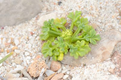 Trachyspermum pimpinelloides, photographed by Morten Ross