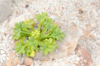 Trachyspermum pimpinelloides, photographed by Morten Ross