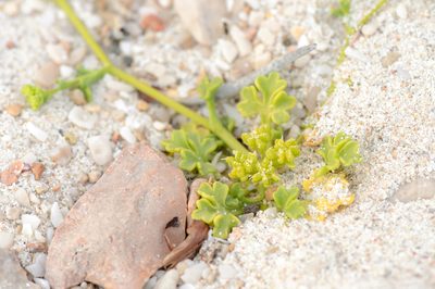 Trachyspermum pimpinelloides, photographed by Morten Ross