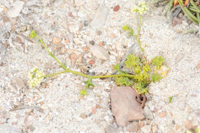 Trachyspermum pimpinelloides, photographed by Morten Ross
