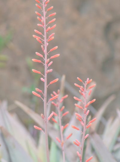 Aloe perryi, photographed by Morten Ross