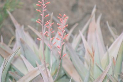 Aloe perryi, photographed by Morten Ross