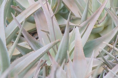 Aloe perryi, photographed by Morten Ross