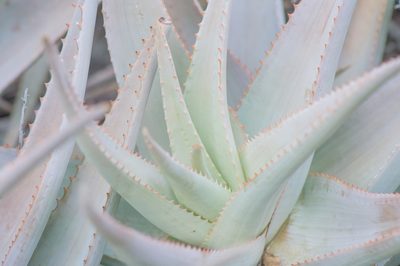 Aloe perryi, photographed by Morten Ross