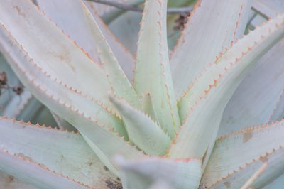 Aloe perryi, photographed by Morten Ross