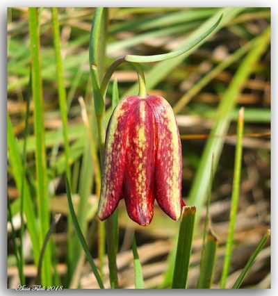 Fritillaria oranensis, photographed by Aissa Djamel Filali