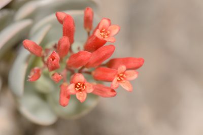 Kalanchoe farinacea, photographed by Morten Ross