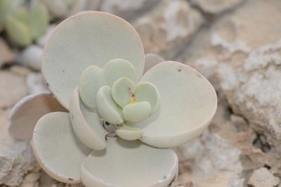 Kalanchoe farinacea, photographed by Morten Ross