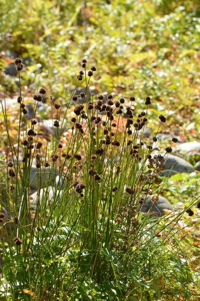 Juncus bolanderi, photographed by David Anderson