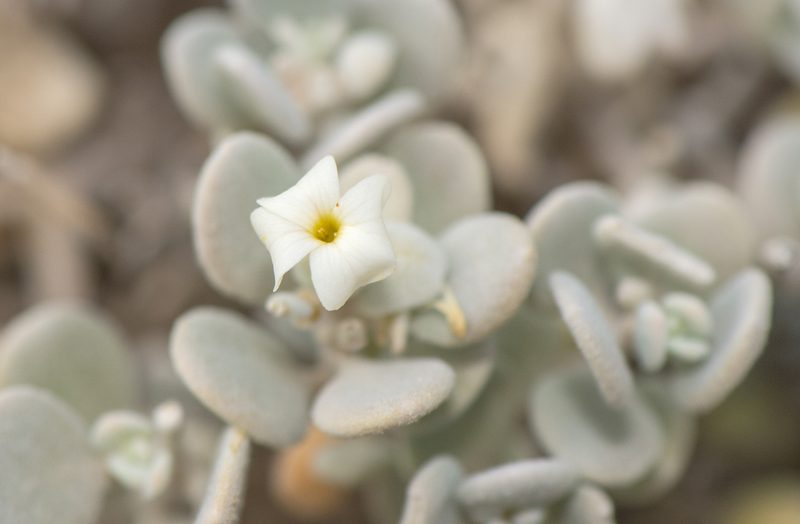Lachnocapsa spathulata, photographed by Morten Ross