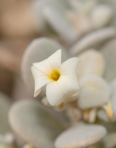 Lachnocapsa spathulata, photographed by Morten Ross