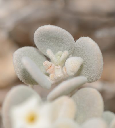 Lachnocapsa spathulata, photographed by Morten Ross