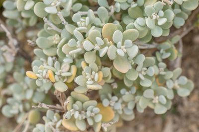 Lachnocapsa spathulata, photographed by Morten Ross