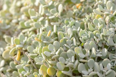 Lachnocapsa spathulata, photographed by Morten Ross