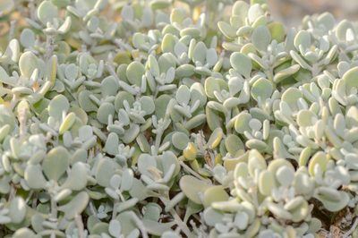 Lachnocapsa spathulata, photographed by Morten Ross