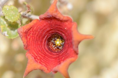 Monolluma socotrana, photographed by Morten Ross