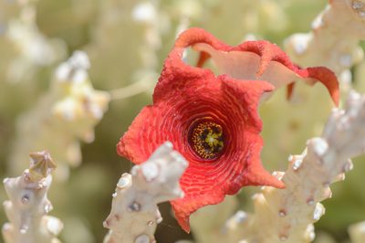 Monolluma socotrana, photographed by Morten Ross