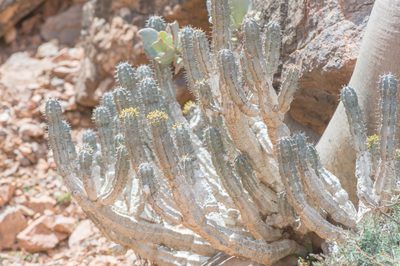 Euphorbia spiralis, photographed by Morten Ross