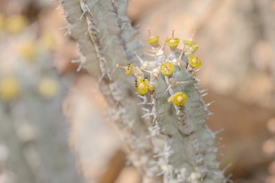 Euphorbia spiralis, photographed by Morten Ross