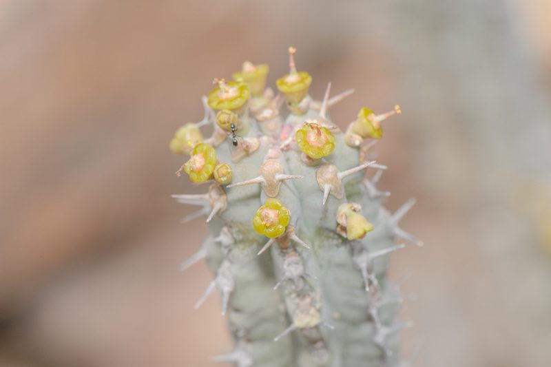 Euphorbia spiralis, photographed by Morten Ross