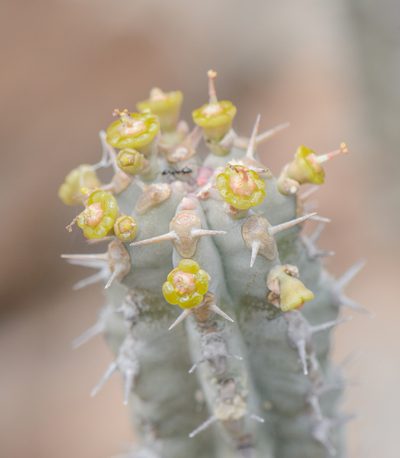 Euphorbia spiralis, photographed by Morten Ross
